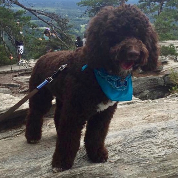 Meet your Posher, Tyler - Picture 1 of 1